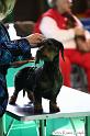 Crufts2011_2 854